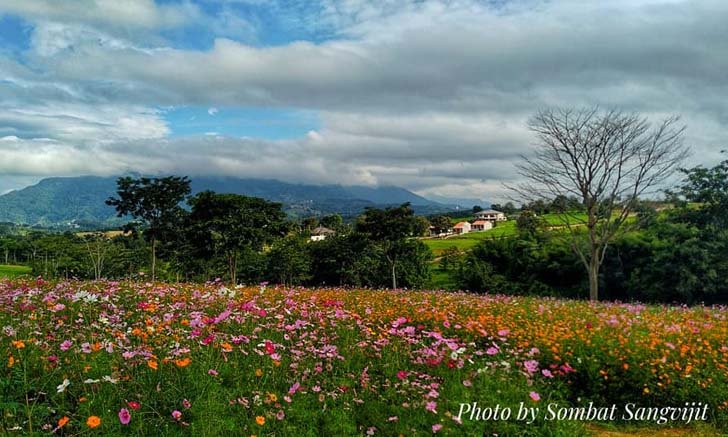 The Front by BN Farm ทุ่งดอกคอสมอสกลางเขา วิวสวยสุดตระการตา @เขาค้อ