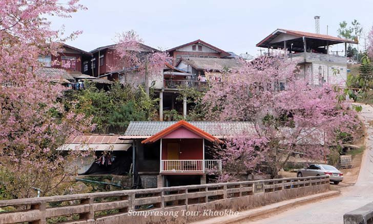 ซากุระบานกลางหมู่บ้านร่องกล้า! ดอกนางพญาเสือโคร่งที่สวยงามที่สุดแห่งหนึ่งของเมืองไทย