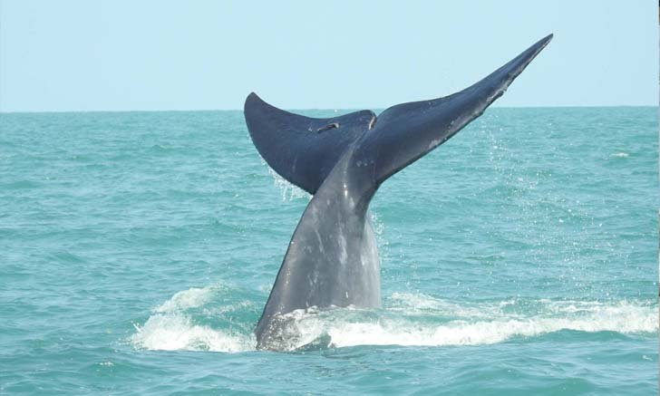 สุดน่ารัก เจ้าวาฬบรูด้า 4 ตัวเผยโฉมให้นักท่องเที่ยวได้เห็นในเขตอุทยานแห่งชาติหมู่เกาะอ่างทอง