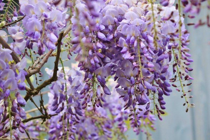 wisteria-772957_960_720-768x5