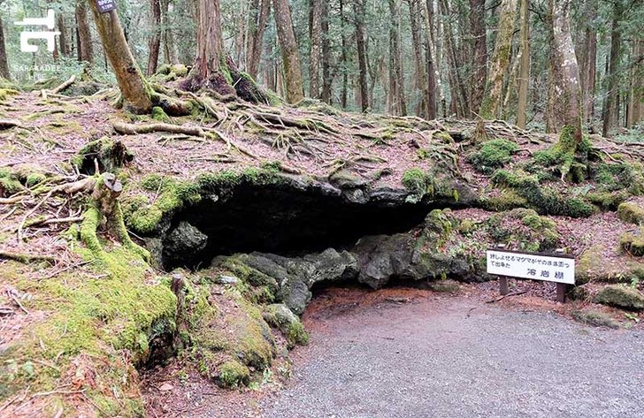 aokigahara-forest-5