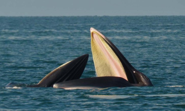 พบวาฬบรูด้า 3 ตัวอวดโฉมโผล่เล่นน้ำในเขตอุทยานแห่งชาติหมู่เกาะอ่างทอง