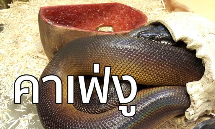 คาเฟ่แมว หลบไป คาเฟ่งู มาแล้ว