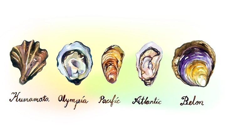 6 ข้อเท็จจริง ที่คนชอบทานหอยนางรมต้องอ่าน!
