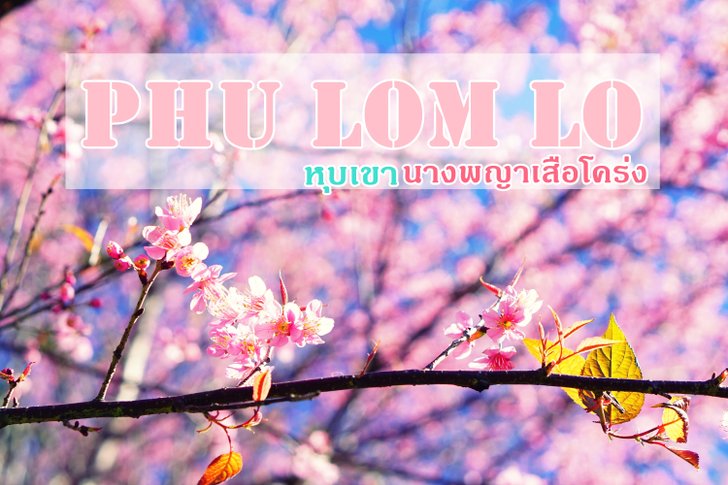 เที่ยว "ภูลมโล" ชมดอกนางพญาเสือโคร่ง (ซากุระเมืองไทย) ที่ใหญ่ที่สุด ณ อุทยานแห่งชาติภูหินร่องกล้า