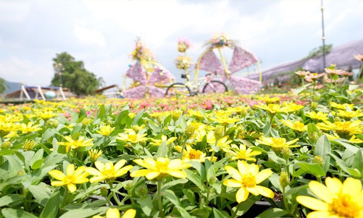 "The Bloom By Tvpool" สวนดอกไม้สุดงามตา เบ่งบานที่...เขาใหญ่