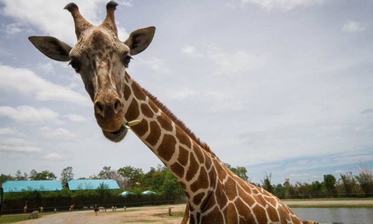 Safari Park กาญจนบุรี สวนสัตว์เปิดแห่งใหม่สัมผัสเจ้าสัตว์น่ารักได้แบบใกล้ชิด!!