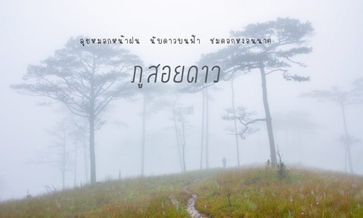ภูสอยดาว ชมหมอกหน้าฝน นับดาวบนฟ้า ทุ่งดอกหงอนนาค