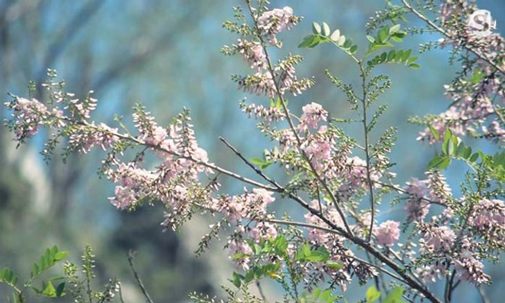 ชมซากุระเขางูเริ่มเบ่งบานความสวยงามต้อนรับนักท่องเที่ยว 1 ปีมีครั้งเดียว