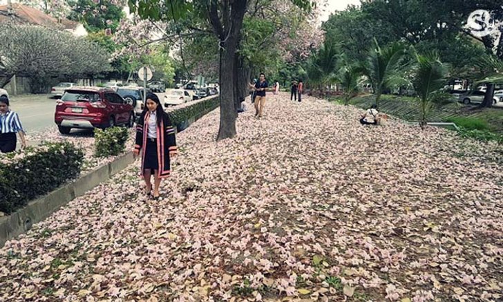 ดอกชมพูพันธ์ทิพย์กระทรวงสาธารณสุข ที่ถ่ายรูปแห่งใหม่ใกล้กรุงเทพฯ