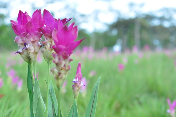 สะพายกล้องท่องกระเจียว "อุทยานแห่งชาติไทรทอง"