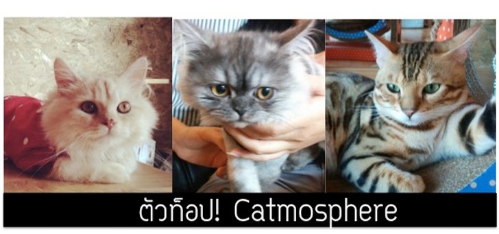 รีวิวเด็กดริ๊งตัวท็อปคาเฟ่แมว Catmosphere เชียงใหม่เจ้า I ปุ๋ย @palouis