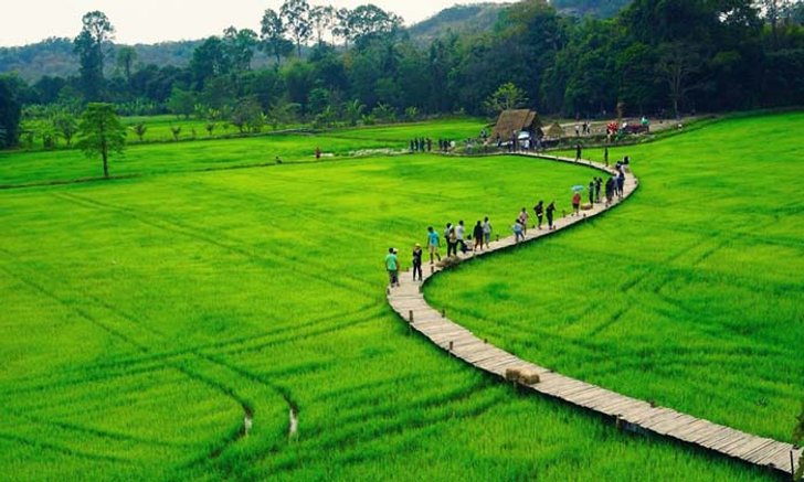 สะพานทุ่งนามุ้ย ที่เที่ยวใหม่วิวทุ่งนาที่มาแรงที่สุดในตอนนี้