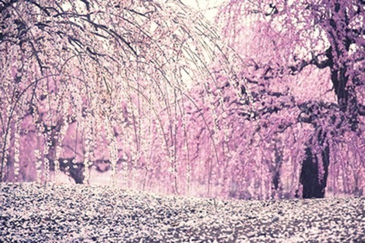 sakura-mie1