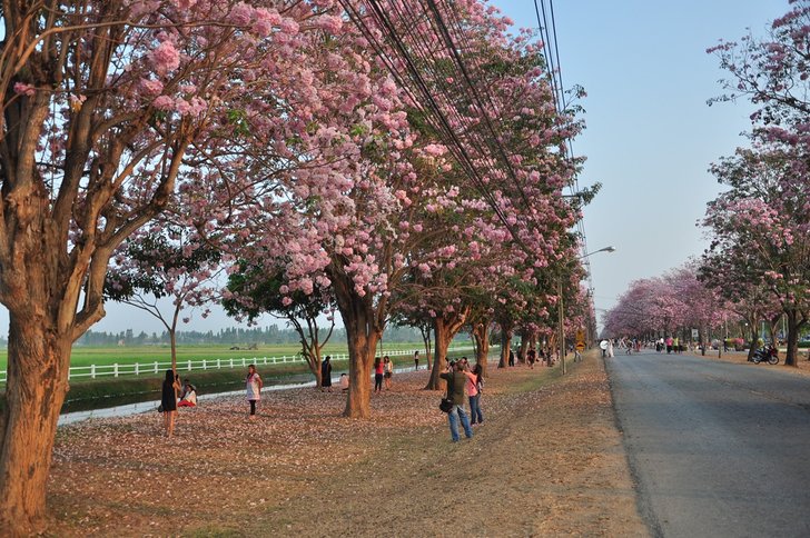 หวานแหววบนถนนสายสีชมพู "ชมพูพันธุ์ทิพย์" เกษตรศาสตร์ กำแพงแสน