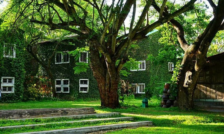 Kaomai Estate 1955 ร้านกาแฟล้านนาในบรรยากาศแบบกรีนซีซั่น