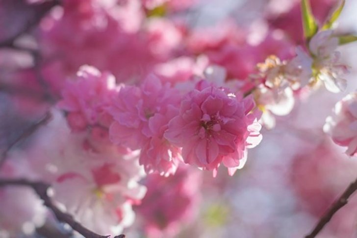 hana-peach2