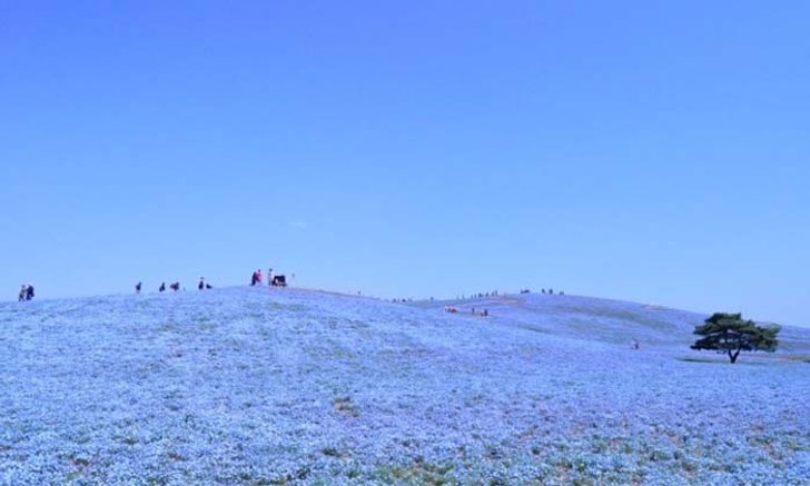อยากฟินต้องรีบหน่อย! ทุ่งดอกเนโมฟิลาสีฟ้าสดใสบานสะพรั่งแล้วที่ Hitachi Seaside Park