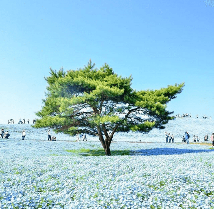 nemophila3
