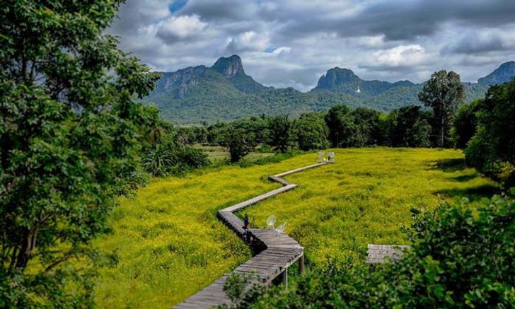 อลังการทุ่งดอกคอสมอสสวยงามที่สุดในไทย ณ ร้านกระเพรา & คอฟฟี่ เขาจีนแล