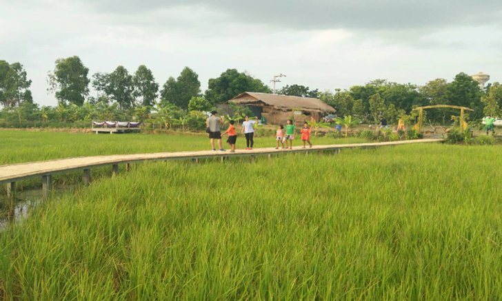 สะพานไม้ไผ่กลางทุ่งนาอำเภอพิมาย จุดเช็คอินสุดฟินในโคราช!