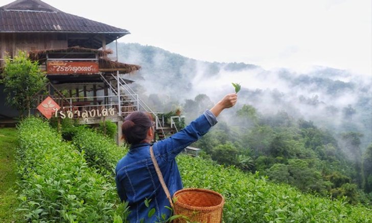 รีวิวไร่ชาลุงเดช นอนกลางไร่ชา สัมผัสหมอกหนาๆ ในราคาหลักร้อย!