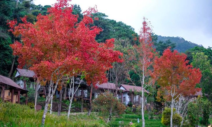 ใบเมเปิ้ลแดง แห่งดอยอินทนนท์ผลิใบสวยงามแล้วในช่วงนี้