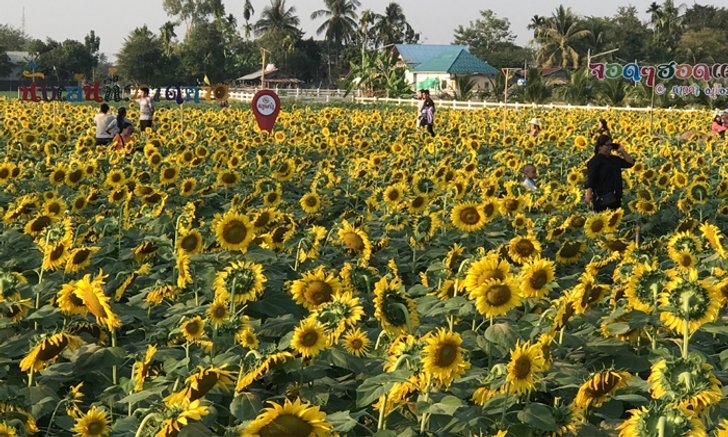 เที่ยวทุ่งทานตะวัน ตำบลหาดคำ หนองคาย จุดเช็กอินแห่งใหม่ถ่ายรูปสวย
