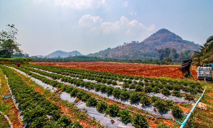 เที่ยว "ไร่สีฟ้า แก่นมะกรูด" กินสตรอว์เบอร์รีสดๆ จากต้น ท่ามกลางธรรมชาติอันงดงาม