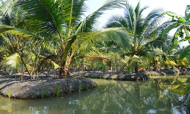 สวนเกษตรแม่ทองหยิบ พายเรือชมร่องสวน ลิ้มรสผลไม้หวานฉ่ำ @ราชบุรี