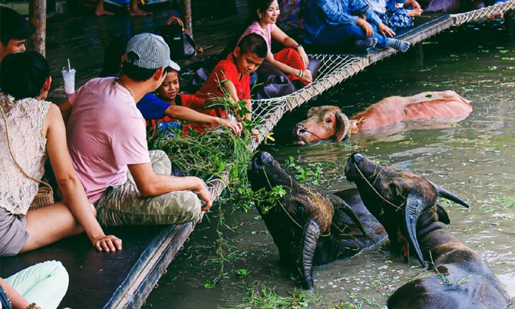 "กินแฟ ดูฟาย" กิจกรรมใหม่สุดคูล ที่หมู่บ้านอนุรักษ์ควายไทยสุพรรณบุรี