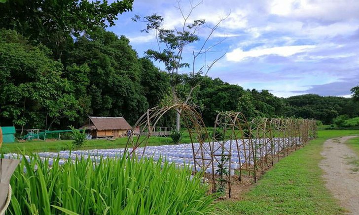 เที่ยวเชียงราย แวะไร่อิงจันทร์ สัมผัสสวนเกษตรชิมผักปลอดสารพิษ
