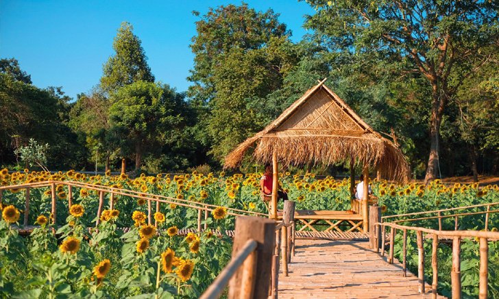 ทุ่งทานตะวันสีทองหนองทึง จ.กาฬสินธุ์
