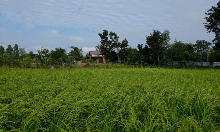 ท่องเที่ยววิถีชุมชนเกี่ยวข้าวเก็บถั่วที่อุดรธานี