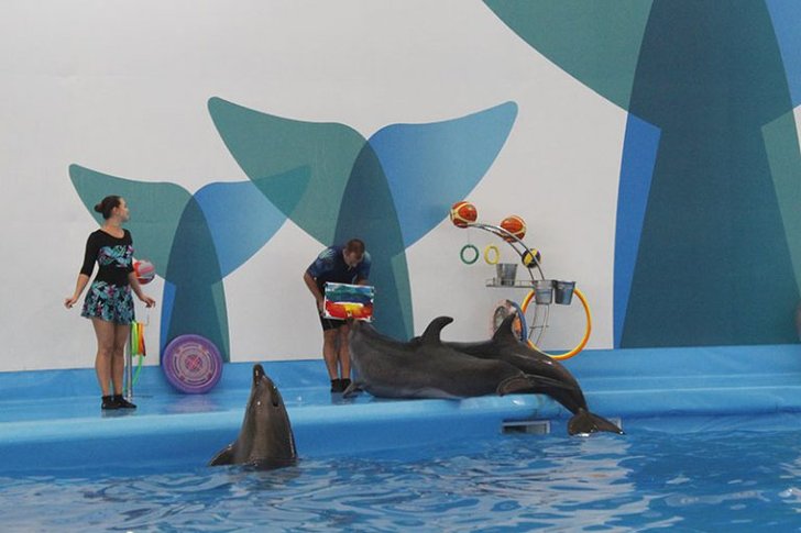 pattaya-dolphinarium4-768x512