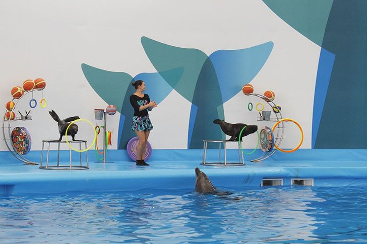 pattaya-dolphinarium2-okhi4tt