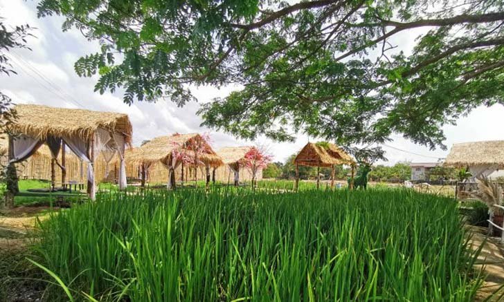 กลางนาคาเฟ่ สุขกายสุขใจในแปลงนา ที่บ้านเพ ระยอง