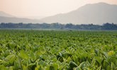 ยาสูบ อีกหนึ่งพืชเศรษฐกิจของเกษตรกรไทย