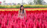 บ้านสวนน้ำกะวิว สวนดอกไม้สีสันสวยงาม ที่เที่ยวใหม่บุรีรัมย์