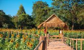 ทุ่งทานตะวันสีทองหนองทึง จ.กาฬสินธุ์
