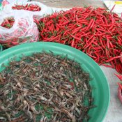 ตลาดเช้า อ.โขงเจียม