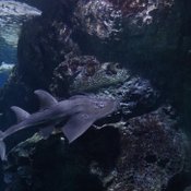 ใกล้ชิดและทักทายฉลามกว่า 15 สายพันธุ์ ณ ซีไลฟ์ แบงคอก ต้อนรับปิดเทอม