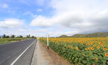 11 ทุ่งดอกไม้..เมืองไทย ที่สวยไม่แพ้ชาติใดในโลก