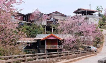 ซากุระบานกลางหมู่บ้านร่องกล้า! ดอกนางพญาเสือโคร่งที่สวยงามที่สุดแห่งหนึ่งของเมืองไทย