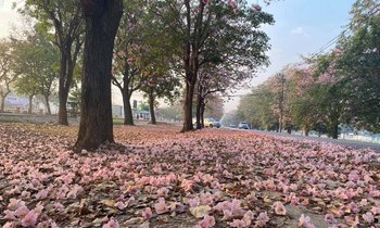 ถนนสีชมพู! ดอกชมพูพันธุ์ทิพย์มหาวิทยาลัยเกษตรศาสตร์ วิทยาเขตกำแพงแสน บานแล้วในปีนี้