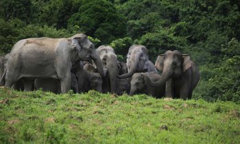 ตื่นตาตื่นใจ! ช้างป่าและกระทิงป่ากว่า 200 ตัว ออกมาโชว์ตัวในอช.กุยบุรี
