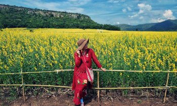 มุมถ่ายรูปสุดฟิน ทุ่งดอกปอเทืองสีทอง จังหวัดนครสวรรค์