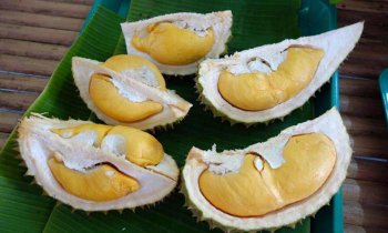 10 สวนบุฟเฟ่ต์ทุเรียนระยอง-จันทบุรี ฟินกันได้ทุกวันแบบไม่จำกัด!!!