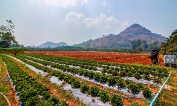 เที่ยว "ไร่สีฟ้า แก่นมะกรูด" กินสตรอว์เบอร์รีสดๆ จากต้น ท่ามกลางธรรมชาติอันงดงาม