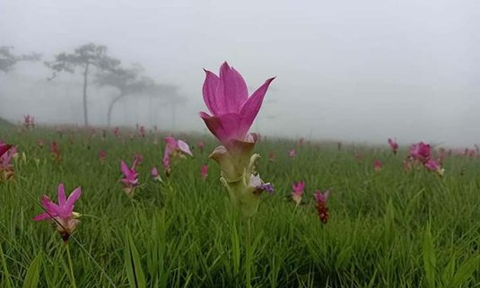 อัปเดตภาพทุ่งดอกกระเจียวอุทยานแห่งชาติไทรทอง บานสะพรั่งกลางสายหมอก